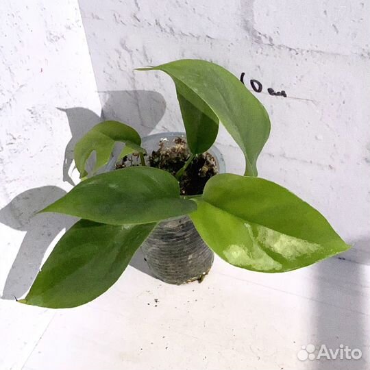 Рафидофора