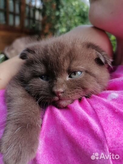 Шотландский вислоухий котенок