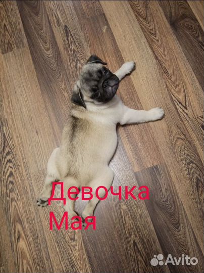 Щенки мопса