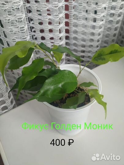 Фикус. Алоказия. Хамедорея