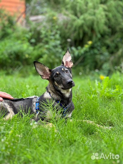 Собака в добрые руки
