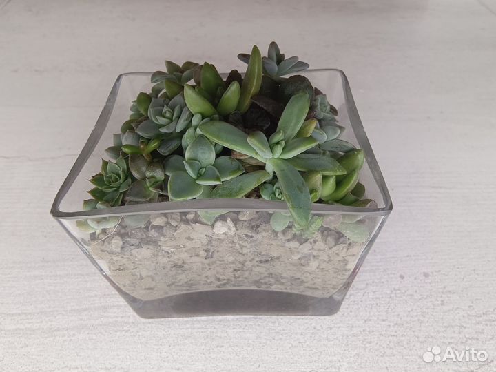 Суккуленты в стекле