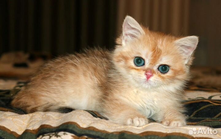 Девочка золотая британская шиншилла