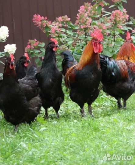 Куры несушки и петухи породные
