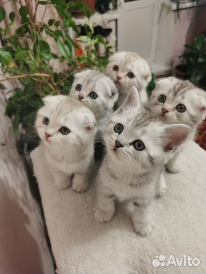 Шотландские котята