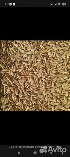Зерно овёс, пшеница, ячмень