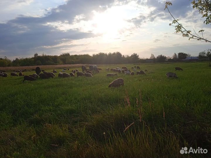 Овцы и бараны, козы