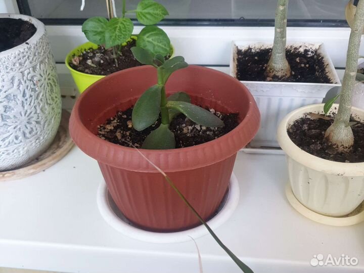 Комнатные цветы