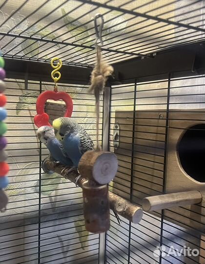 Волнистый попугай