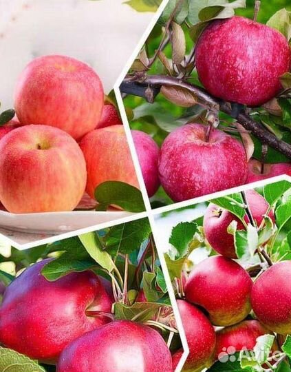 Саженцы Плодовых Деревьев