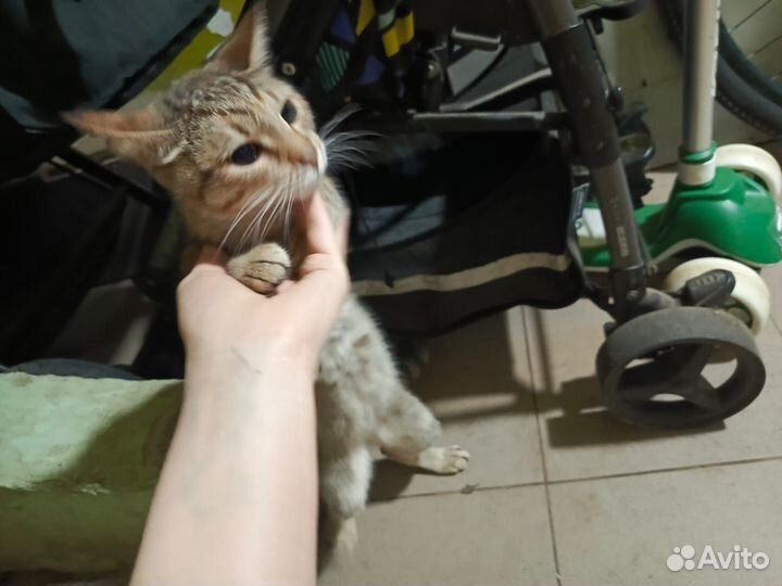 Кошка Ласка Спасите