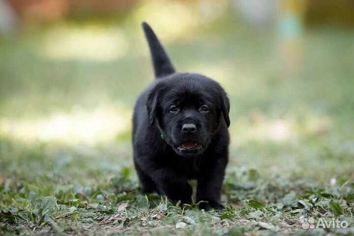 Щенки лабрадора