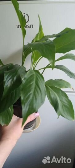 Спатифиллум