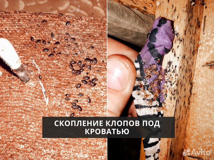 Уничтожение тараканов дезинфекция помещений