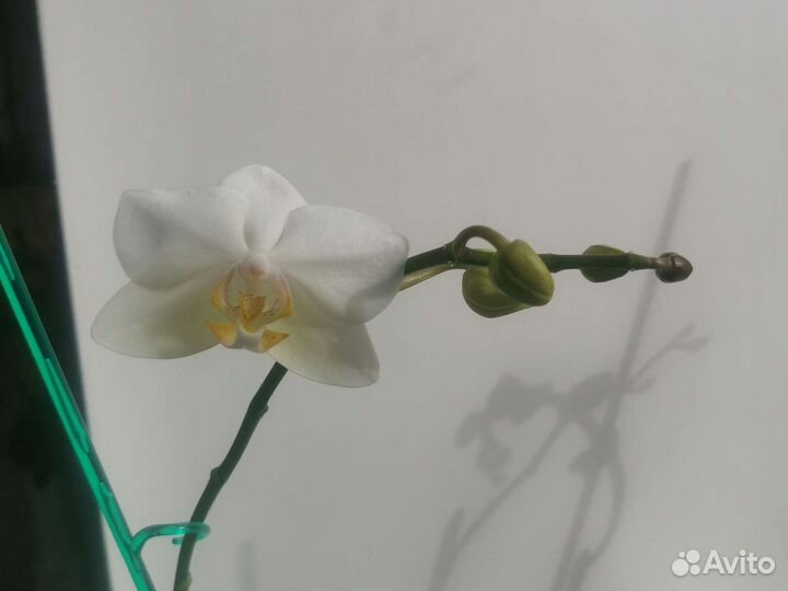 Орхидея дендробиум