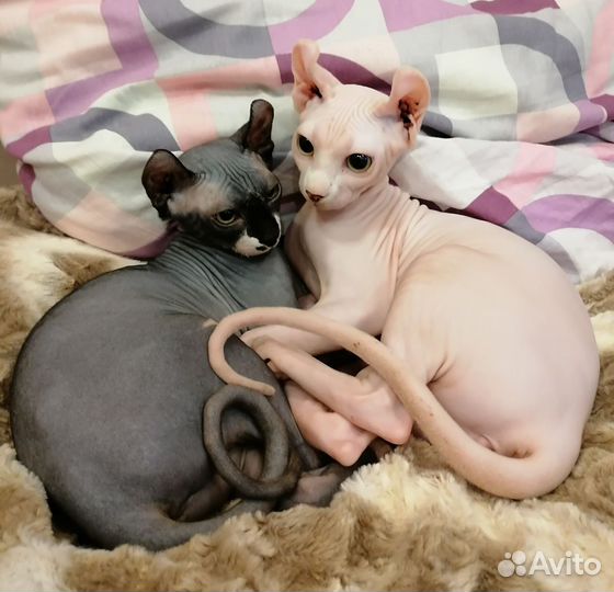 Кошка сфинкс эльф