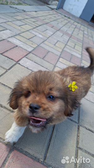 Собака,болеет глазик. Отдам в хорошие руки