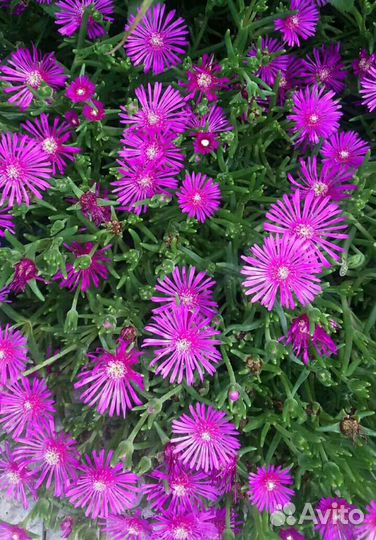 Растения уличные