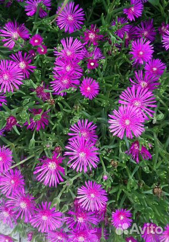 Растения уличные