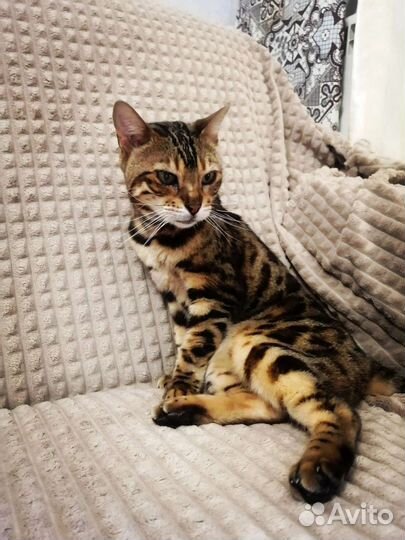 Бенгальская кошка бесплатнов дар