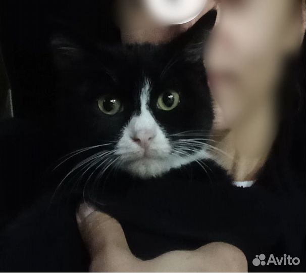 Котенок, котик, кот