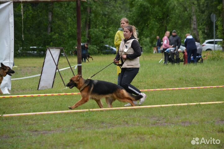Продам щенков немецкой овчарки с документами РКФ