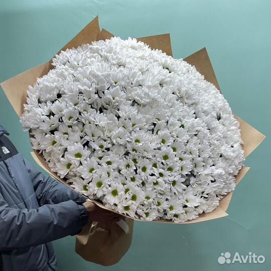 Куст. хризантема с беспл. доставкой