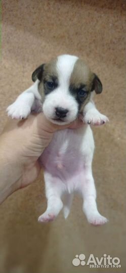 Щенок Джек Рассел терьер