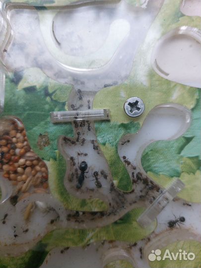 Муравьиная ферма с муравьями