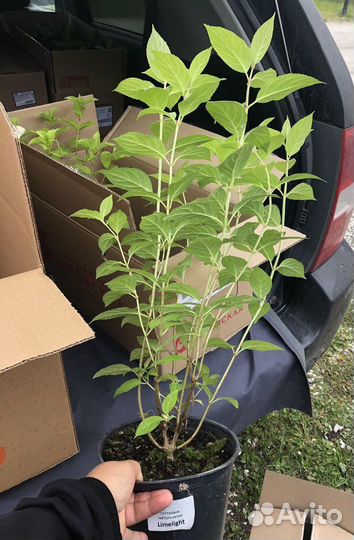 Гортензия Пинк Леди и другие