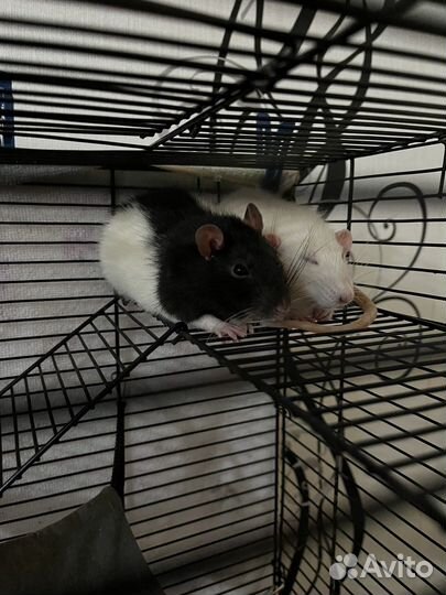 Крыса с клеткой бесплатно