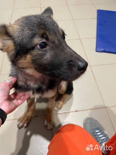 Щенок в добрые руки