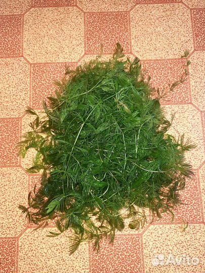 Рогалисник