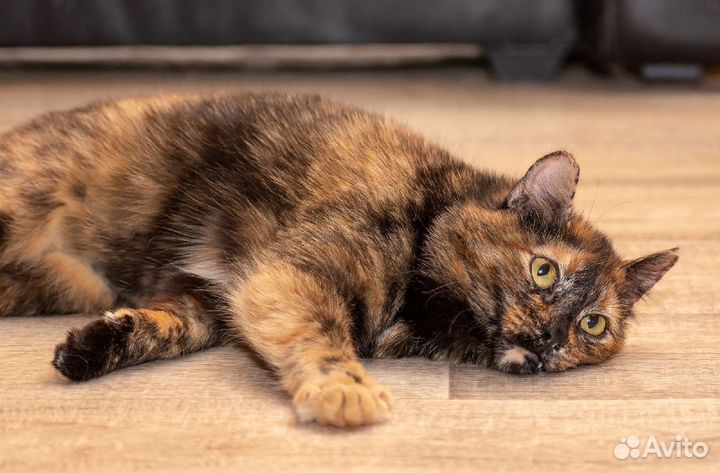 Пеструшка Влада