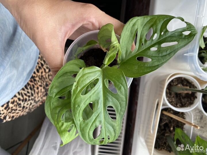 Монстера манки маск