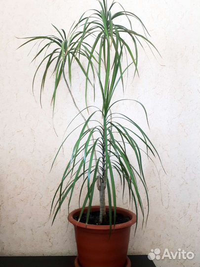 Пальма драцена