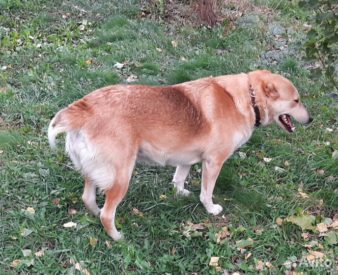 Собака алабай