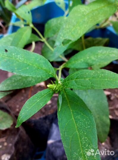 Будлея давида