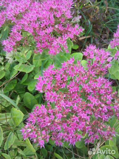 Многолетний колокольчик и другие многолетники