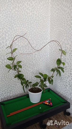 Хоя Карноза