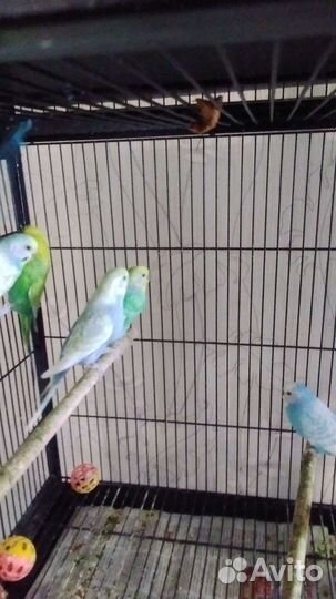 Радужные, лазурные попугаи