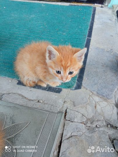 Котята в добрые руки бесплатно