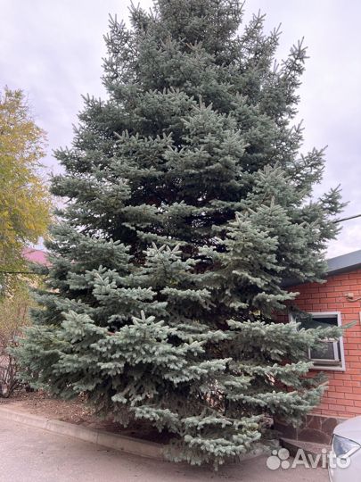 Ель голубая
