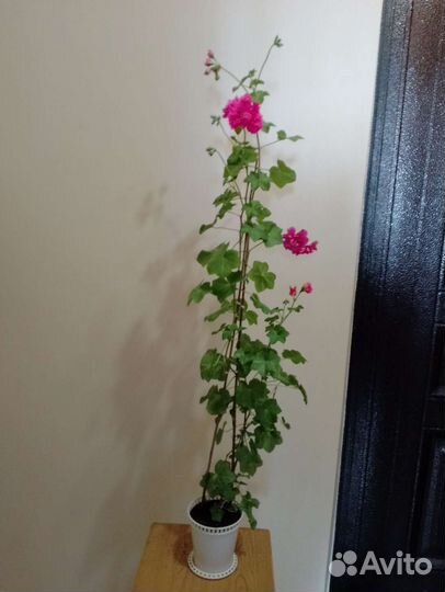 Комнатные цветы