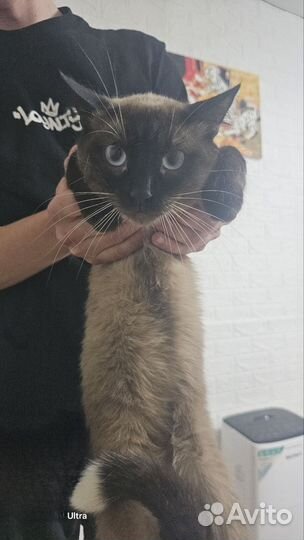 Коты в добрые руки
