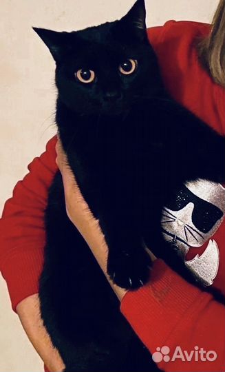 Ёня в добрые ручки