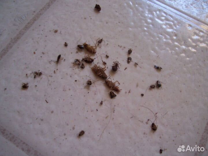 Дезинфекция Уничтожение тараканов, клопов, клещей