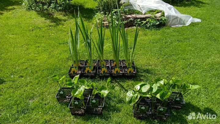 Водные растения