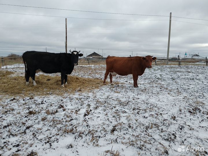 2 нетели,2 коровы