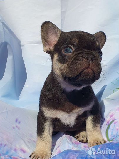 Французский бульдог мини